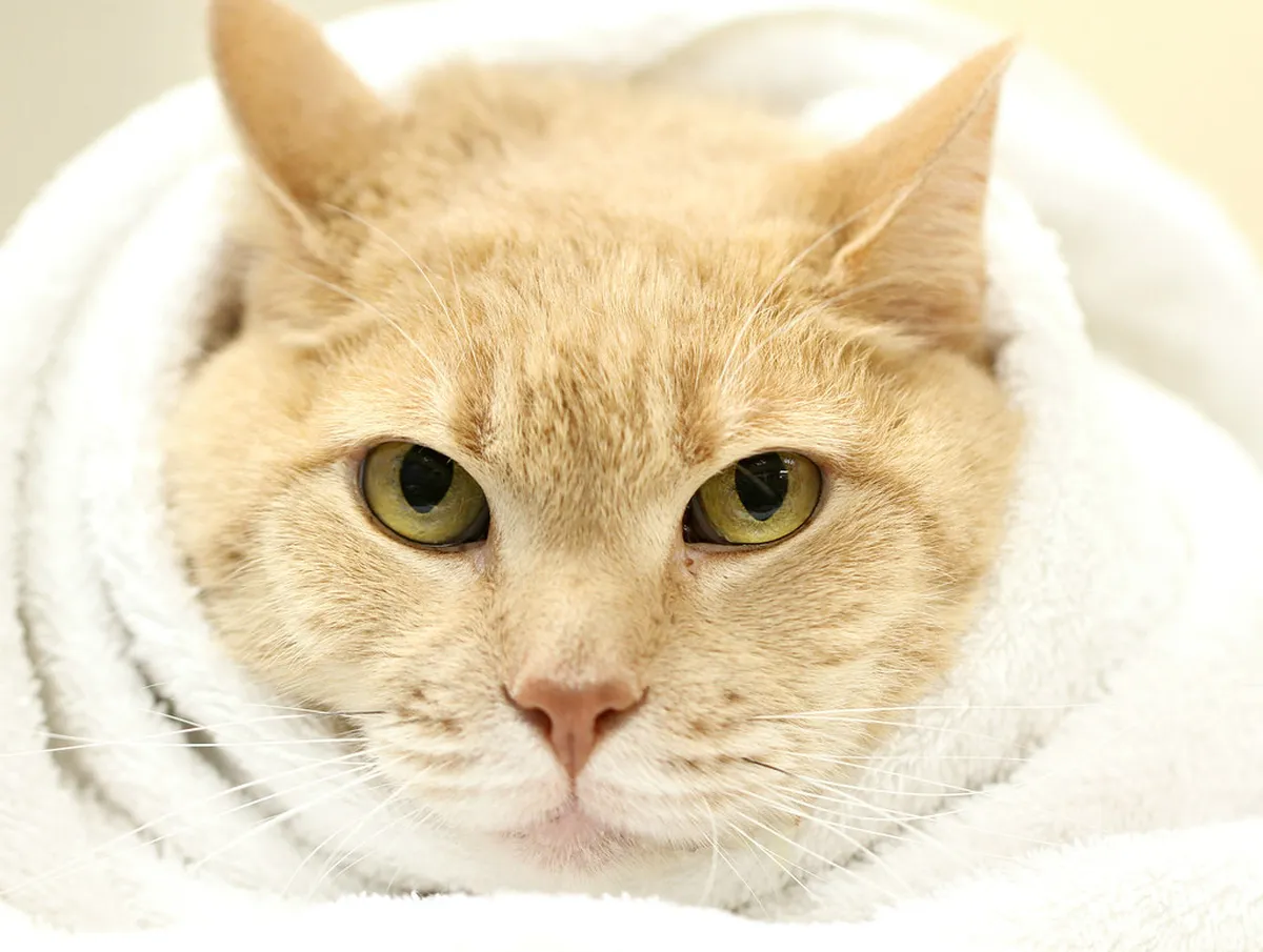 Getting Around Ruse, Bulgaria: Your Ultimate 2025 Guide