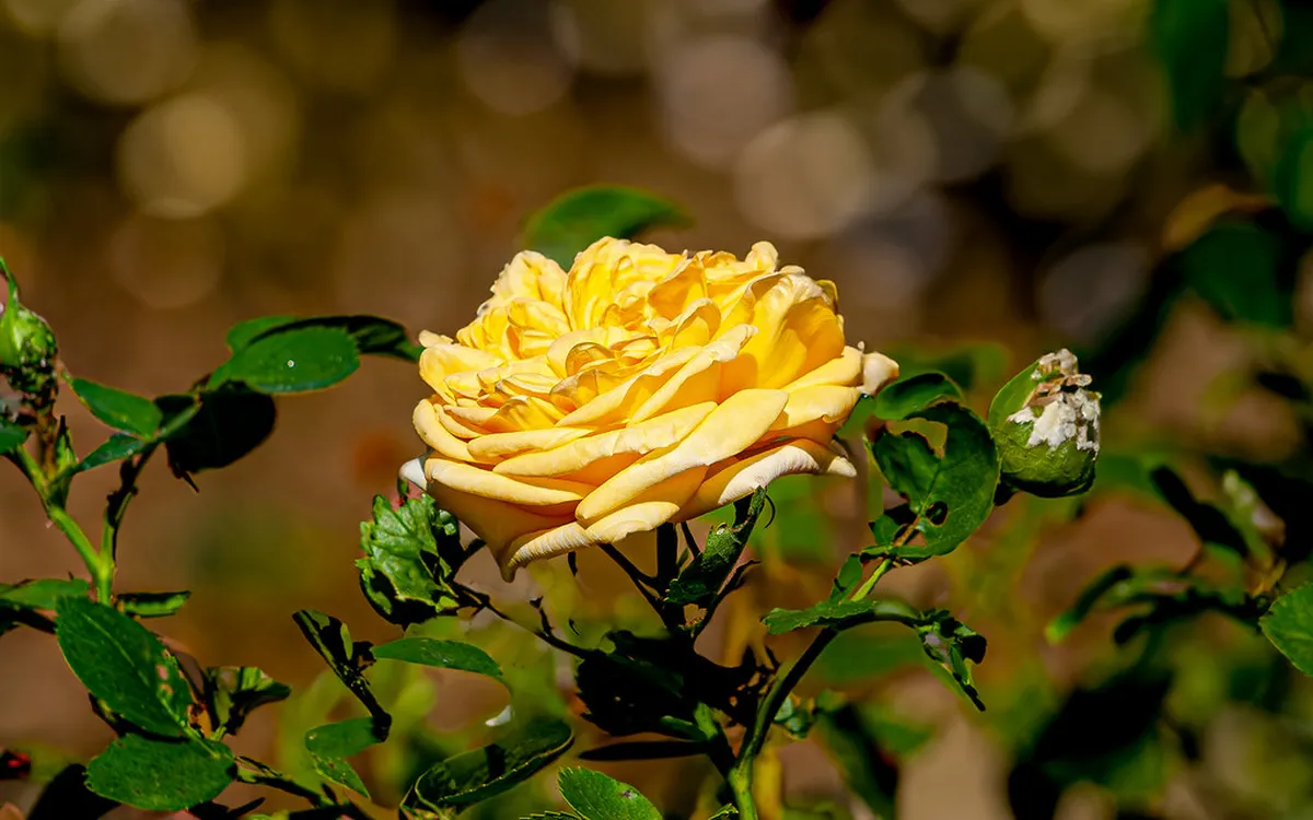 Romantic Düsseldorf Getaway Ideas 2025: Couple's Guide