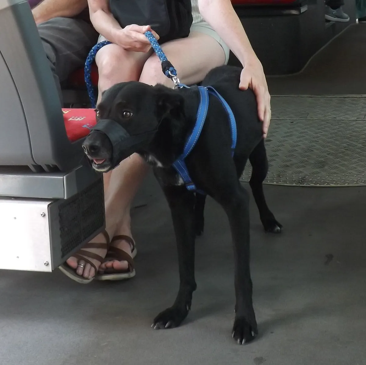 Your Essential Bratislava Public Transport Guide 2025