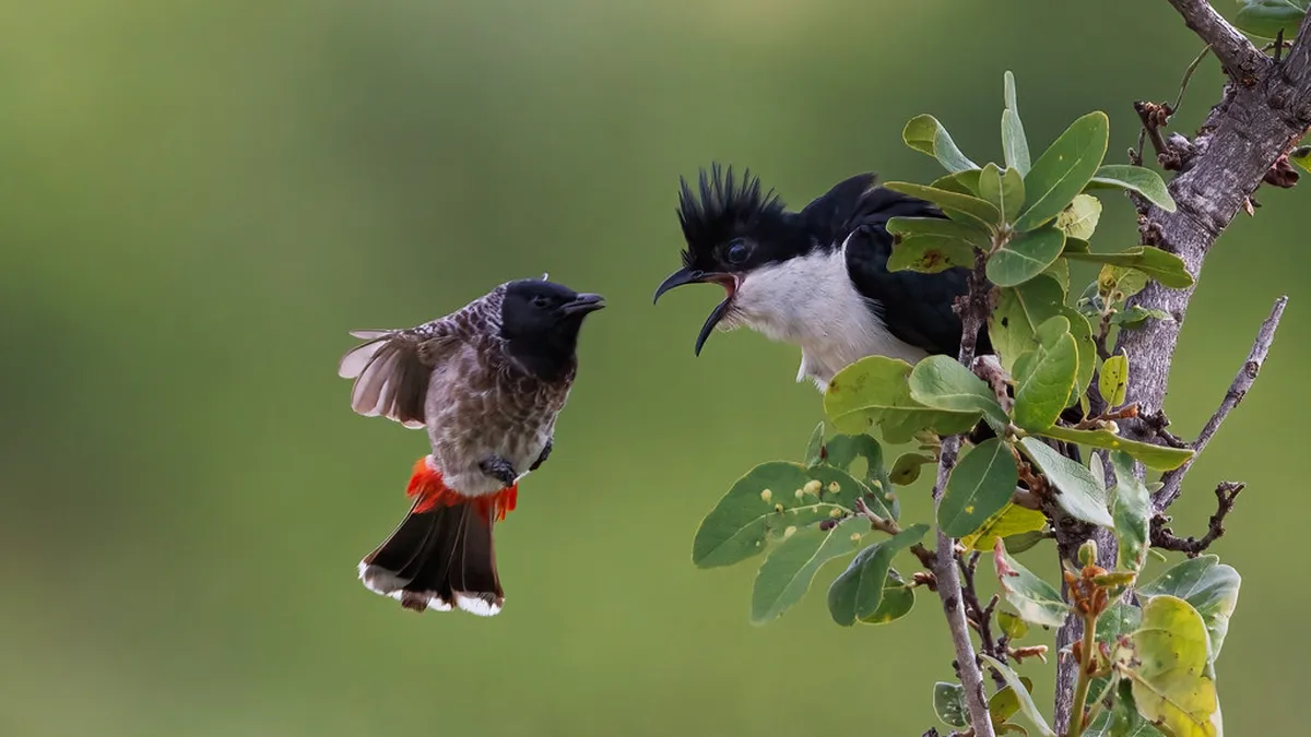 Best Places to Eat Ullapool: Your 2025 Dining Guide